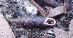 Clausilia
