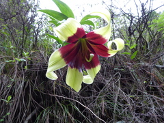 Lilium nepalense