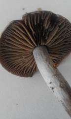 Cortinarius hemitrichus
