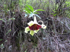 Lilium nepalense
