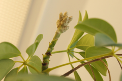 Heptapleurum arboricola