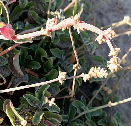 Image of Froelichia xantusii by (c) Bill Levine, some rights reserved (CC BY)