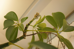 Heptapleurum arboricola