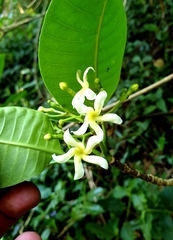 Tabernaemontana elegans