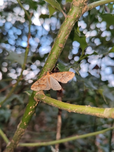 Erannis defoliaria