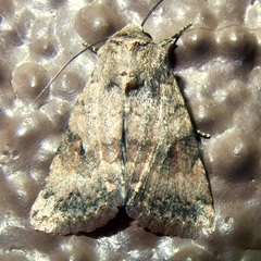 Nudorthodes molino