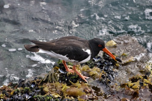 Ostrero euroasiático (Haematopus ostralegus)