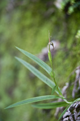 Pterostylis graminea