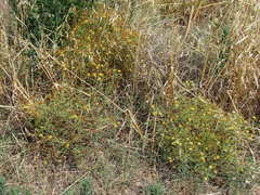 Hypericum triquetrifolium