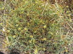 Hypericum triquetrifolium