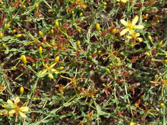 Hypericum triquetrifolium