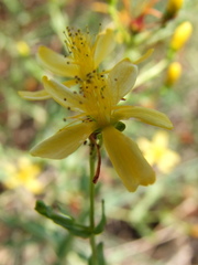 Hypericum triquetrifolium