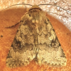 Nudorthodes molino