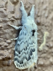 Apotolype brevicrista