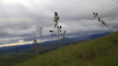 Trichanthecium natalense