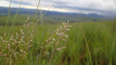 Eragrostis racemosa