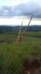 Diheteropogon amplectens