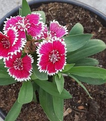 Dianthus chinensis × barbatus