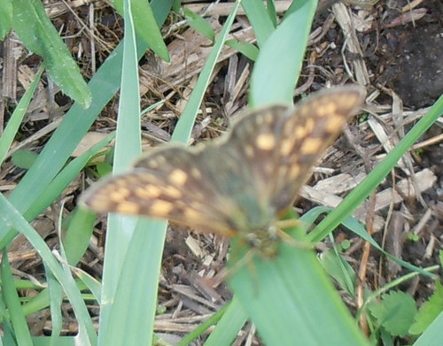 súmračník skorocelový (Carterocephalus palaemon)