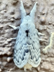 Apotolype brevicrista