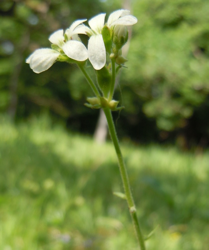 Lomikameň cibuľkatý (Saxifraga bulbifera)