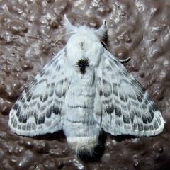 Apotolype brevicrista