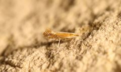 Cameraria conglomeratella