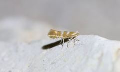 Phyllonorycter argentinotella