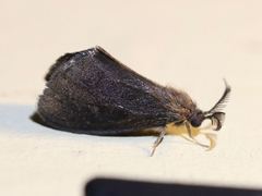 Cryptothelea gloverii