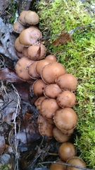 Psathyrella