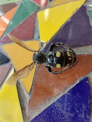 Campsomeris bistrimacula