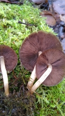 Psathyrella