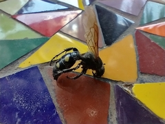 Campsomeris bistrimacula