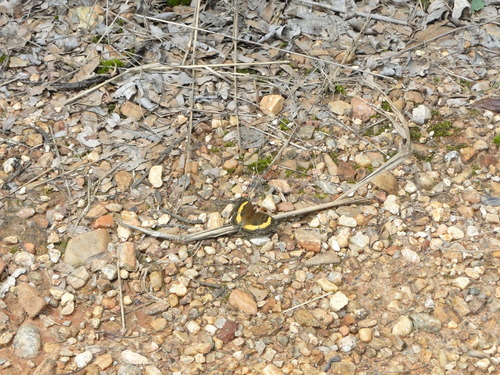 Yellow-banded Pansy