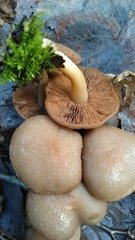 Psathyrella