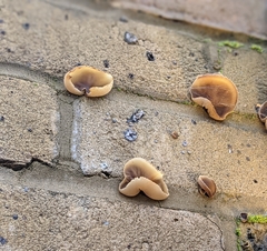 Peziza domiciliana
