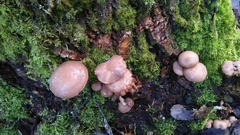 Psathyrella