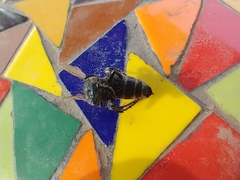 Campsomeris bistrimacula