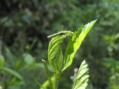 Hemiptera