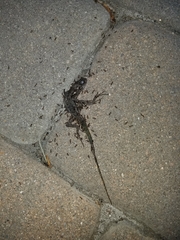 Sceloporus occidentalis