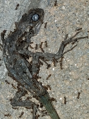 Sceloporus occidentalis
