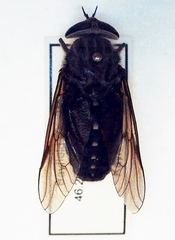 Tabanus catenatus