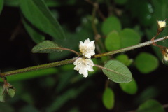 Teucrium parvifolium