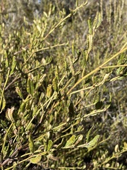 Ceanothus thyrsiflorus griseus