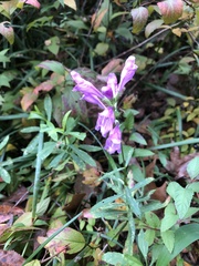 Physostegia pulchella