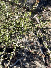 Ceanothus rigidus