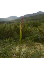 Calamagrostis purpurea