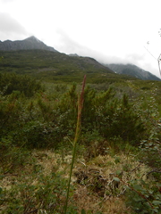 Calamagrostis purpurea