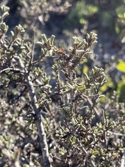 Ceanothus dentatus