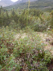 Calamagrostis purpurea